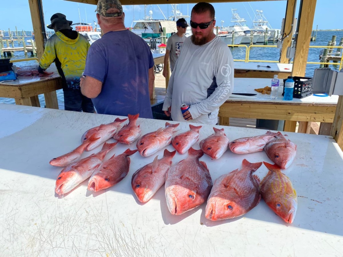 a group of fish in the water