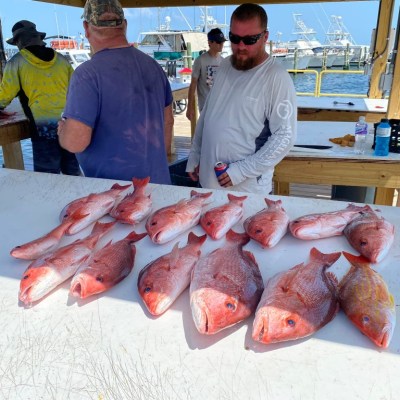 a group of fish in the water
